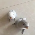 طيرين روز اليفات وهدد خارجي