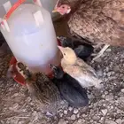 للبيع دجاجه رقاده