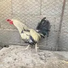 مشالله