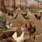 دجاج بلدي وفيومي وباكستاني جمله