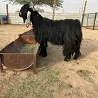 للبع فحل عارضي