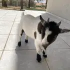 للبيع ماعز قزم