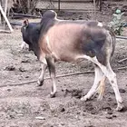 ثور للبيع