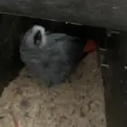 زوج كاسكو