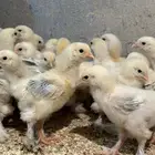 للبيع صوص براهما كولمبي