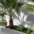 نخل واشنطني