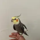 زوج كروان للبيع