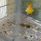 كناري