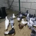 للبيع حمام الدمام