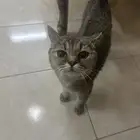 قطة للبيع