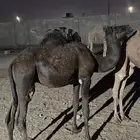 قعدان. للبيع على السوم. العمر. 8 شهور
