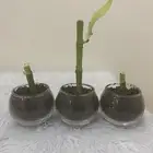 توزيعات ساق بامبو
