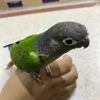 كنيور للبيع