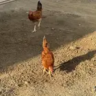 دجاج وديوك متوسط الحجم