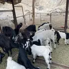 معزا 10 تحتها عشره وحده ثنيه و2 سدس والباقي جمع شباب