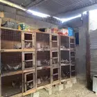 يتوفر صوص ب أنواع