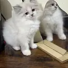 قط للبيع على السوم