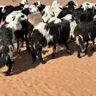 للبيع غنم رغايث ودفيع