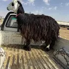 نعجه للبيع السن رباع