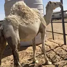 ناقه وضحى القحه