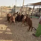 سواكن مرابي