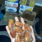 تمر صفري ترج