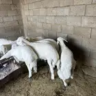 طليان للبيع