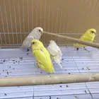 فروخ بادجي عيون حمر