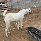 تيس بيشي صنف العمر ثني