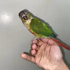 سلام عليكم للبيع كنيور يلو سايد الليف