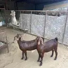 عنقان صنف كفو