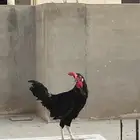 ديوك نوادر مفتل جانبيز