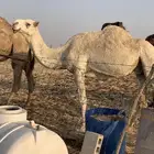 لقحه للبيع سلم الدمام