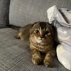 قطه