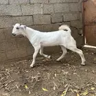 بيشي مشروع فاخر