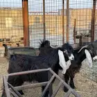 تيوس ثلاجه