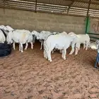 طليان حريات