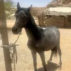 مهر شعبي(البيع سمح)