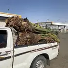 نخل البيع مثمر جميع انواع النخيل موقعك الدودمي عفيف الجمش