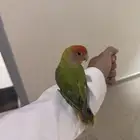 طير روز اليف لعوب للبيع