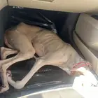 كلب لتبني