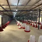 بيت محمي عنبر دجاج لاحم الايجار