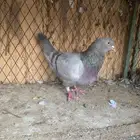 ذكر سلفر جرم طيب منتج