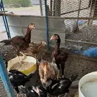 دجاج باكستاني