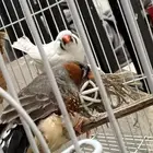 طيور زيبرا تم البيع