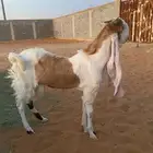 تبس جذع