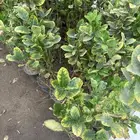 شتلات ليمون وبرتقال وفواكه مشتل