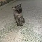 قطه لي البيع سعر 60