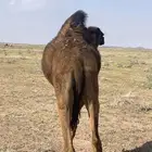 قعدان للبيع
