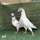 زوج سهران بوري